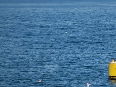 Two rivers diverge at a yellow mark